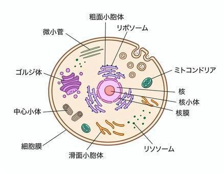 細胞の構造